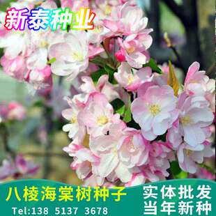 八棱海棠树种子净籽嫁接苹果树果树种子砧木种子北美西府垂丝海棠