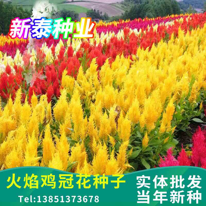 火焰鸡冠花花种籽冠状凤尾鸡冠花种子四季种植花卉庭院田园景观孑