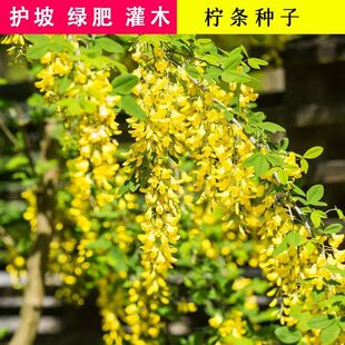 柠条种子护坡灌木种子锦鸡儿种子白柠条种籽固沙保土树种防土流失