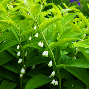 野生玉竹种子 可食用 鸡头黄精 爪子参黄鸡菜老虎姜 黄精蔬菜种籽