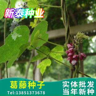 葛藤种子护坡种籽背藤野葛根边坡绿化藤本植物沙土巩固爬藤拉巴豆