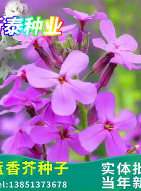 蓝香芥花籽多年生宿根花卉春秋播种室外庭院景观花绿化耐寒花种子