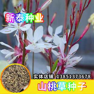 山桃草种子蜜蜂花千鸟玉蝶白桃花籽长花期四季多年生花坛盆栽庭院