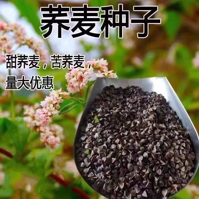 甜荞麦黑荞麦种籽田园庭院种植
