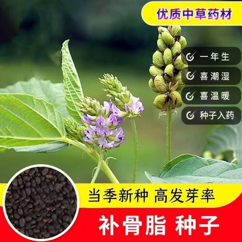 补骨脂种子籽新采摘骨脂中药材