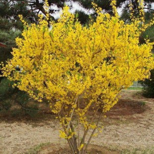 连翘种子花开香气淡艳满枝金黄抗病虫耐旱耐寒中药迎春花种子籽