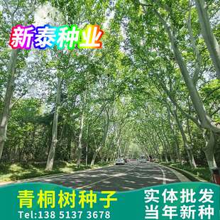 青桐青桐树种子绿化青皮梧桐树种子法国梧桐树种子法桐种子梧桐籽