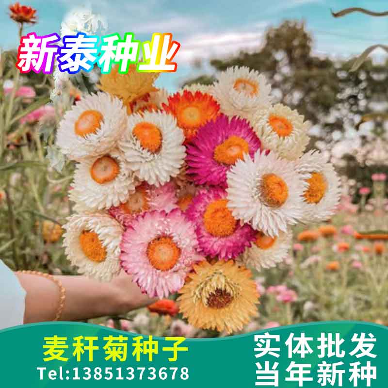 麦秆菊种子混色腊菊干花四季景观绿化盆栽花卉阳台园艺切花观花