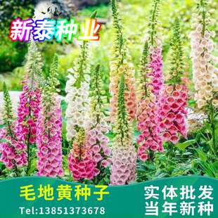 毛地黄种子四季易种室内阳台绿盆栽多年生庭院花卉洋地黄种子花籽