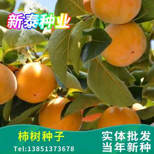 柿树种子果树柿子花好吃的柿子的果实绿化食用药用柿饼柿子树种籽