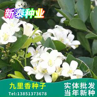 九里香种子芸香万里香过山香花圃宾馆点缀盆栽花香浓郁盆景千里香
