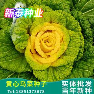 黄心乌菜种种子种籽乌塌菜大全青菜适合冬天黑孑乌塔菜籽雪里金花