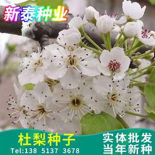 杜梨种子豆梨棠棣子海棠梨野梨子野生防护林水土保持土梨棠梨种子