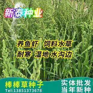 棒棒草种子菵草籽水稗子苦梗草耐湿棒头草鱼虾蟹养殖水草牧草饲料