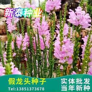 假龙头四季易种易活室内冬播盆栽花籽冬天种花卉花草冬季种花种子