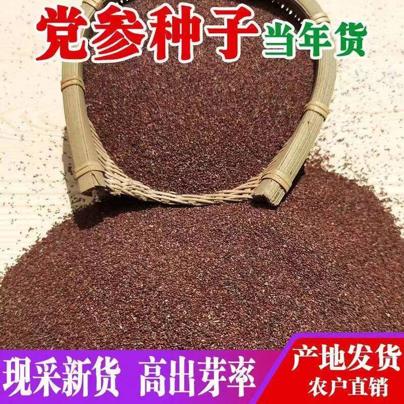 党参种子野生黄参北方中药材图片