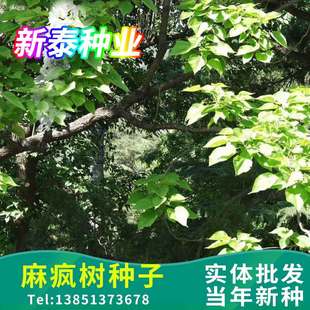 麻疯树种子苗木种子麻风树种子 桐油树种子能源树柴油树 林木种子