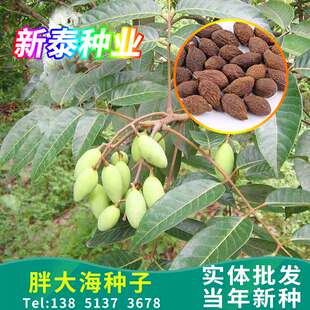 胖大海种子安南子大发种子多年生海子大洞果居家庭院别墅果树种籽