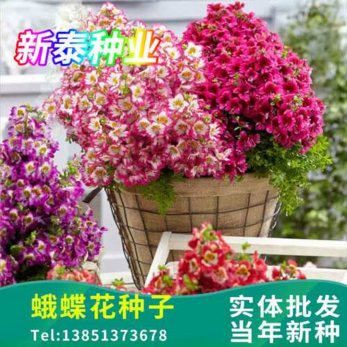 蛾蝶花种子四季易种易活室内外四季盆栽植物花籽花卉花草景观花海