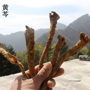 秦岭野生黄芩整条中药材黄芩枯黄芩500g包邮