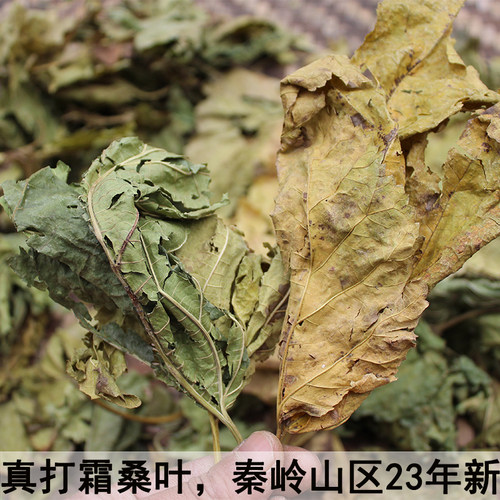 秦岭山区野生霜打桑叶