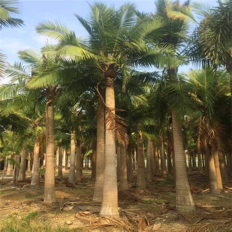 大王椰子树苗棕榈树庭院别墅景观树风景树大王椰子树南方树种风景