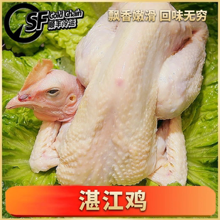 湛江美食混合苗三黄鸡白切鸡农家粤西散养土鸡正宗走地鸡炖汤本地