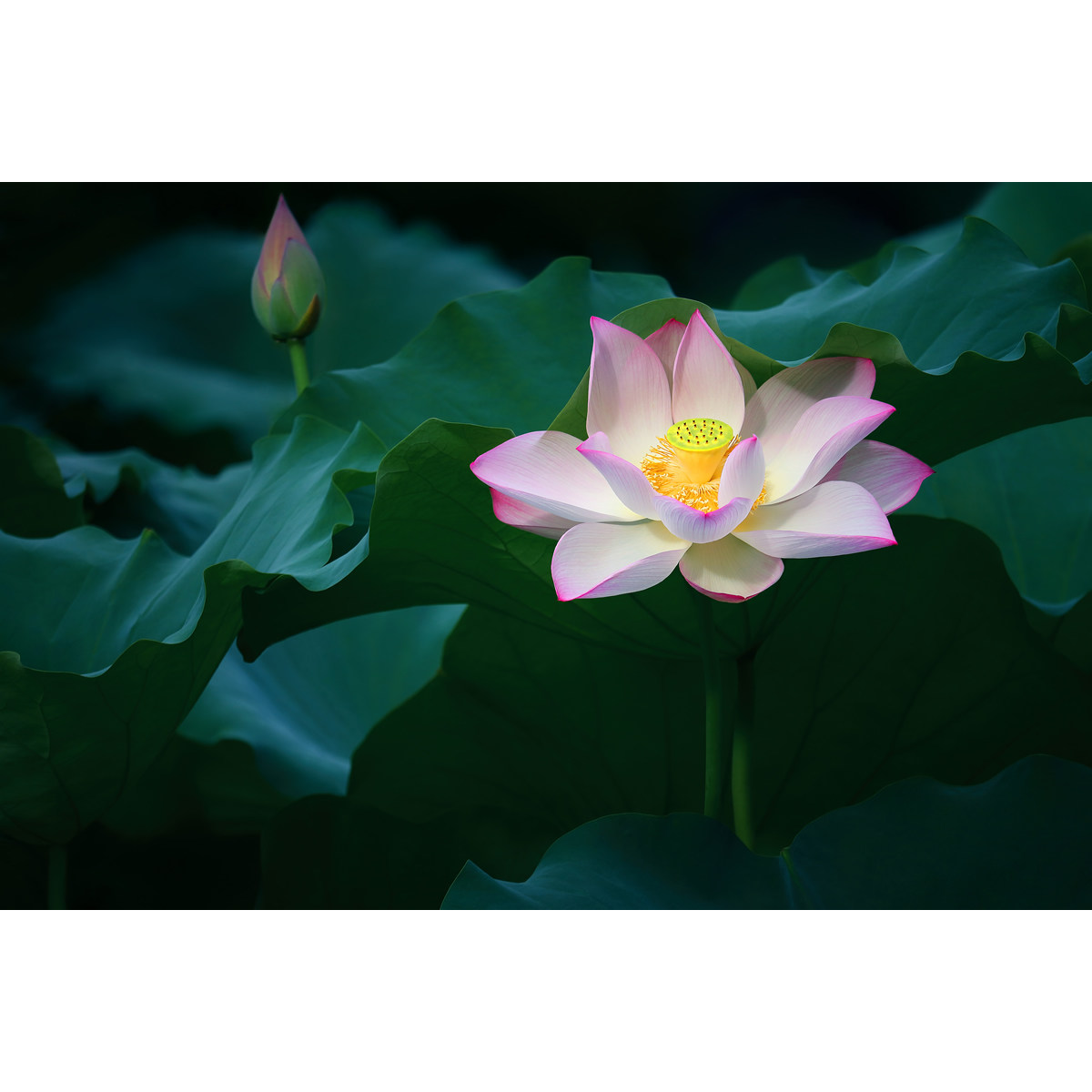 超清细腻荷花摄影图片(1张) 1800万像素 精修数码单反照片