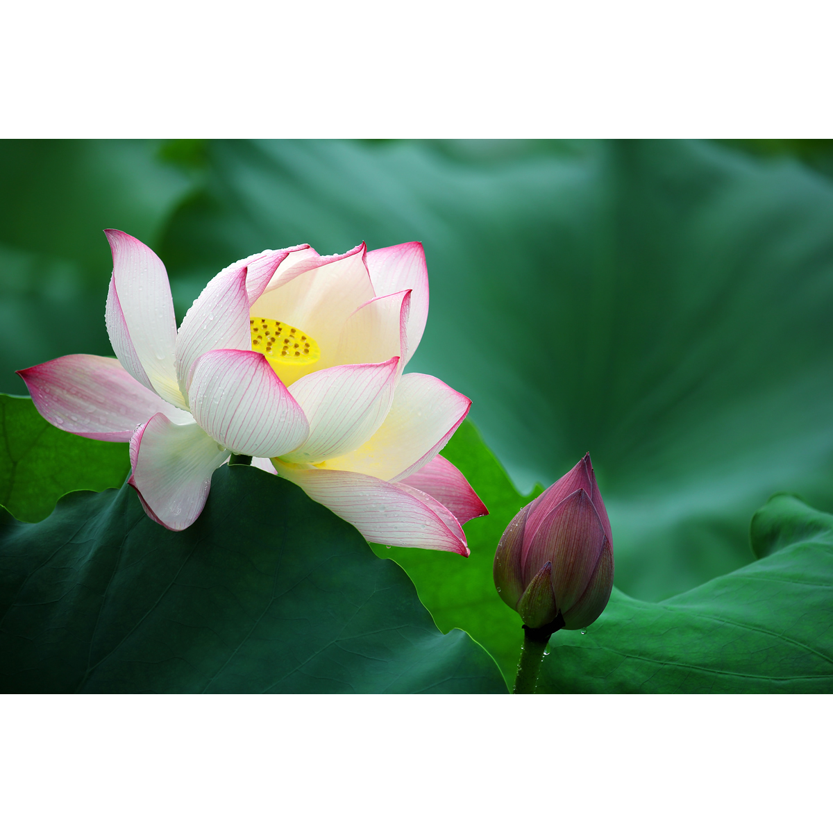 高清宽屏荷花图片(1张) 原创精选美图壁纸 特价图