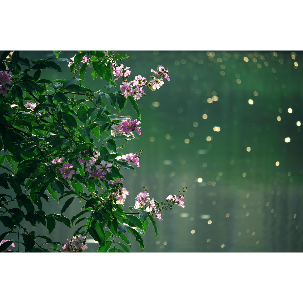 原创花卉摄影组图-大花紫薇(5张) 夏日逆光系高分辨率原图片
