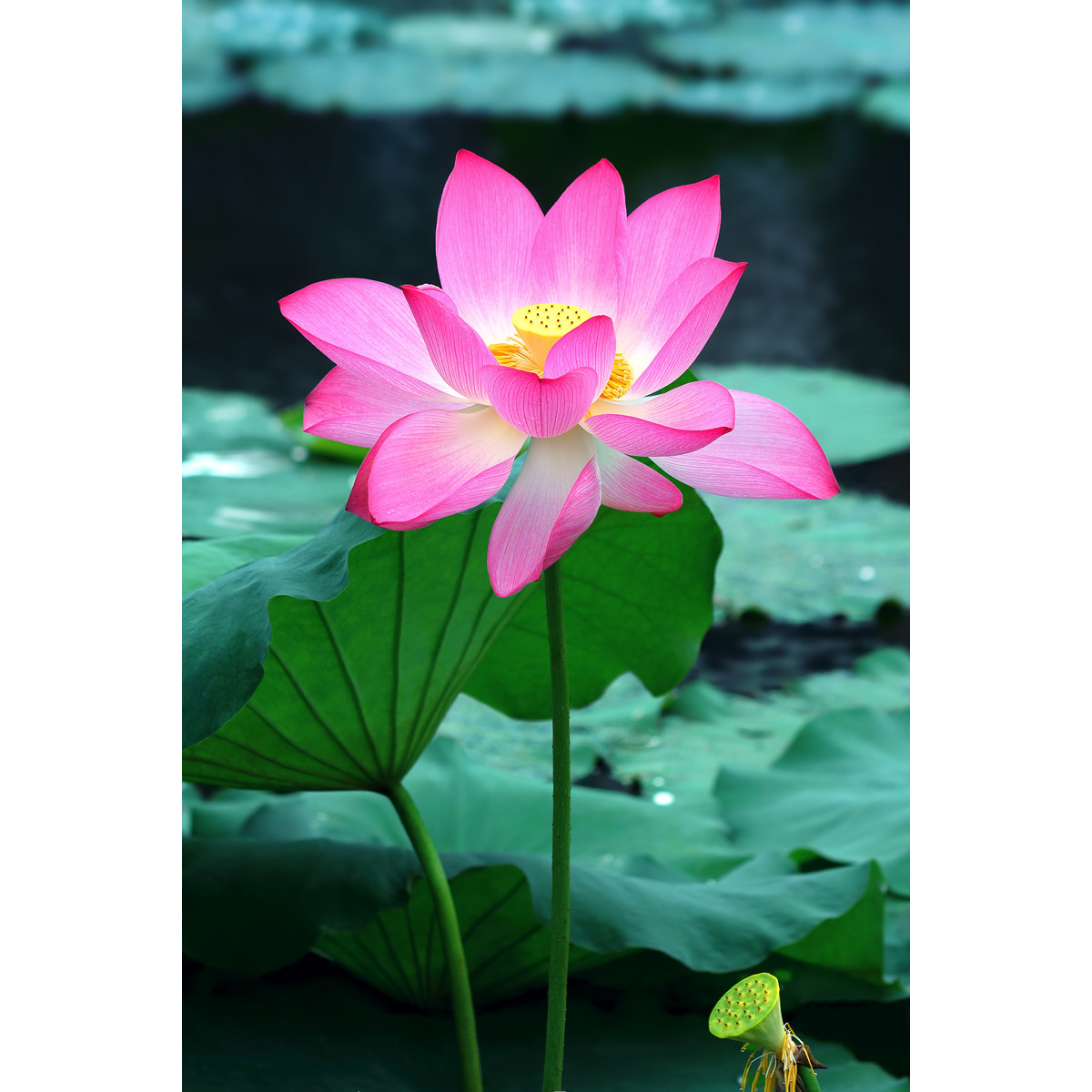 2023年新拍荷花图片(1张) 竖版精选美图素材