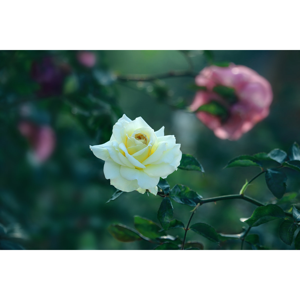 原创高清花卉摄影-欧月/月季/黄玫瑰(1张) 高分辨率图片