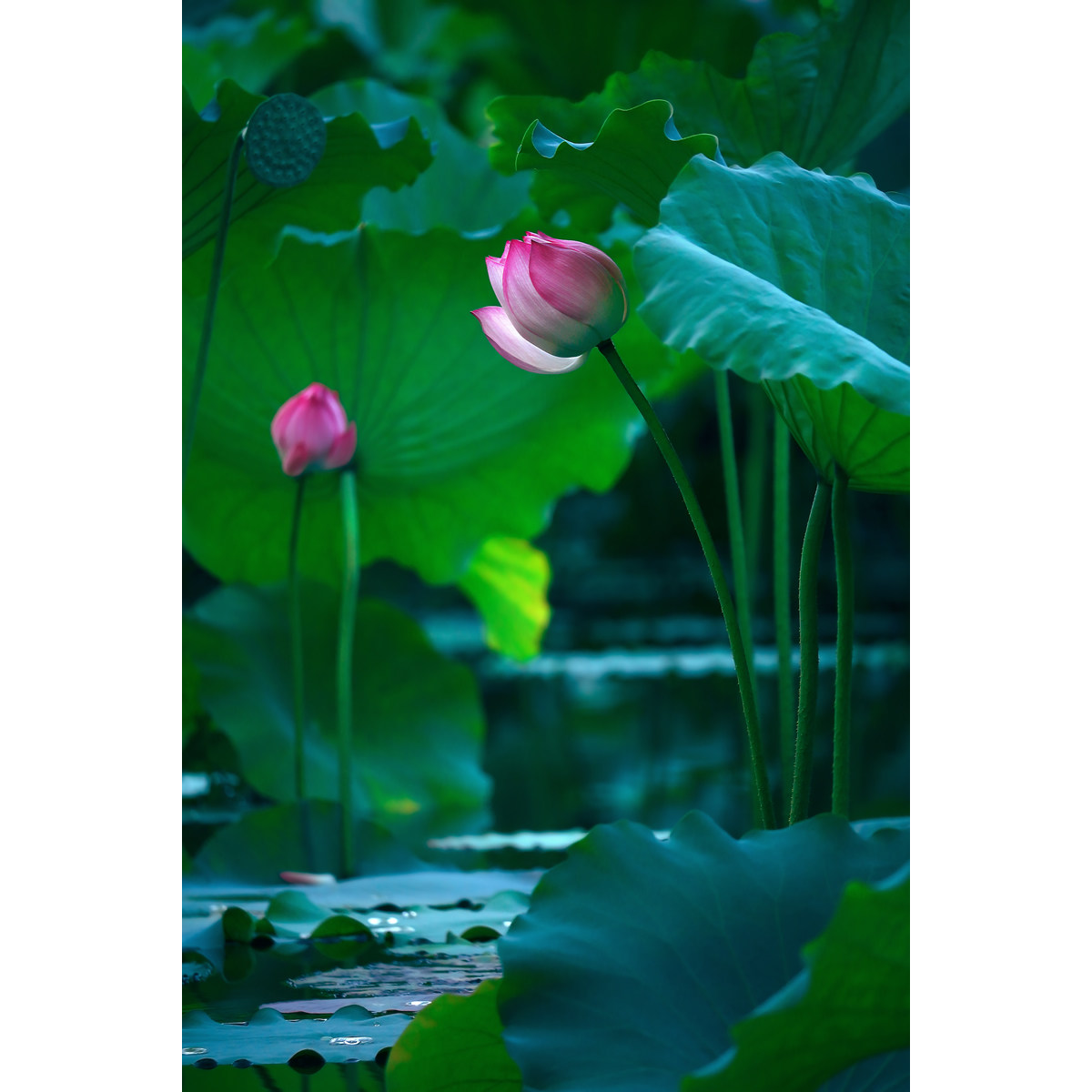 原创高清摄影花卉照片-粉红荷花(1张) 高分辨率电子相册素材图片