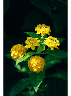 原创摄影作品-马樱丹/黄色五色梅(1张) 高画质打印素材高清源图