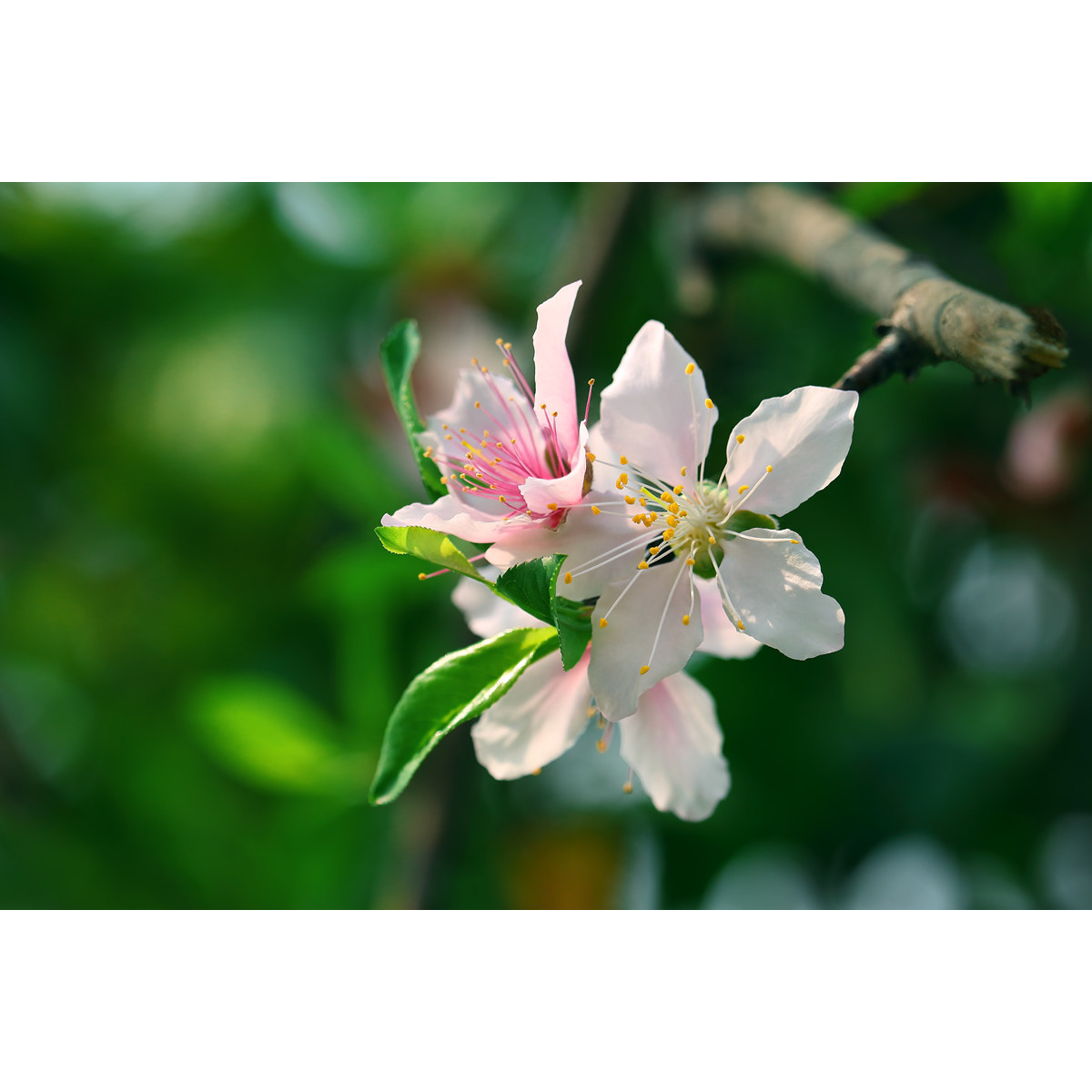 超清桃花精修图-粉红娇嫩单瓣桃花(1张) 原创高清ps素材实拍图片