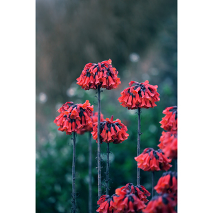 原创高清花卉照片竖图-棒叶落地生根/野花(1张) 高分辨率手机壁纸