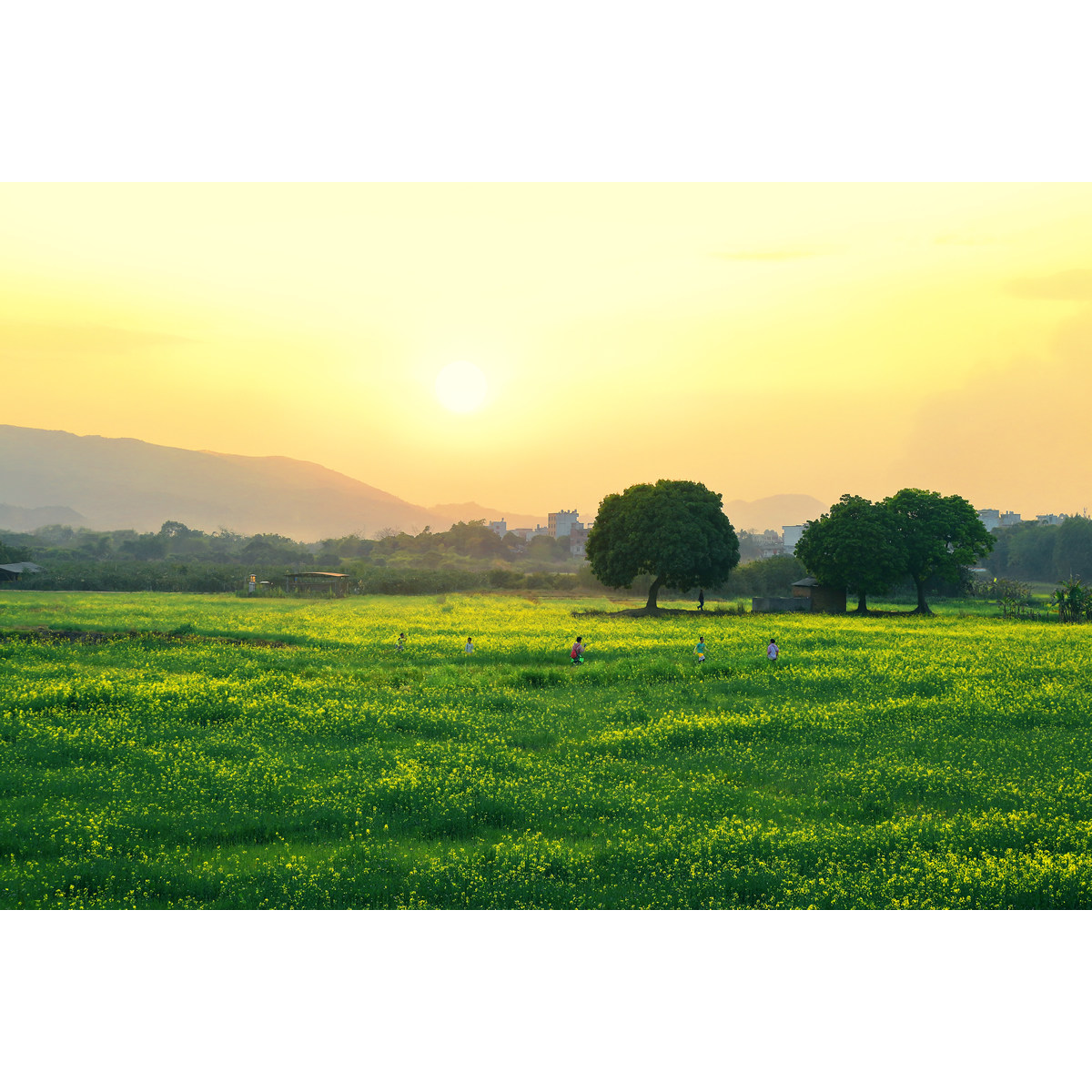 21年新作品 原创风光摄影-欢乐油菜花海(1张) 高分辨率照片素材