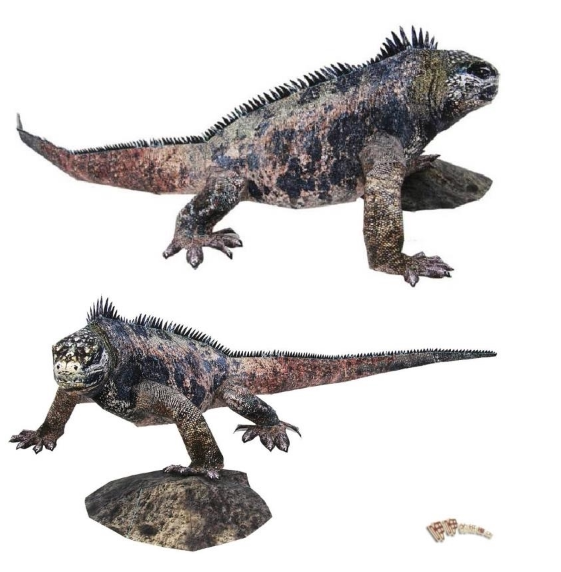 儿童益智手工制作仿真蜥蜴海鬣蜥diy立体3d纸质模型纸艺玩具