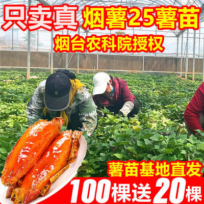 限时【送20棵】保真烟薯25薯苗