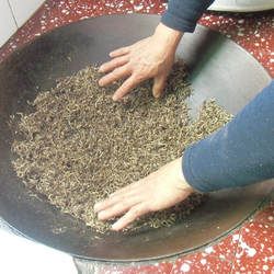 1千米海拔手工炒绿茶红茶清明节前茶叶尤溪绿茶明前茶农家茶250克