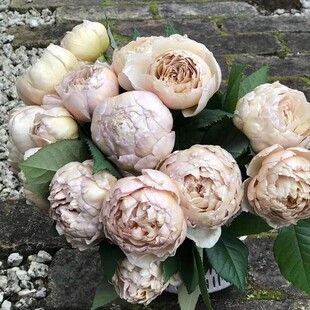 【水灵花园】夏洛特佩里安 日本月季花园盆栽月季现货