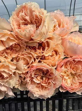 彼姝月季 莫妮卡戴维芽变 灌木大花 橙色直立美人尖 橙色戴维月季