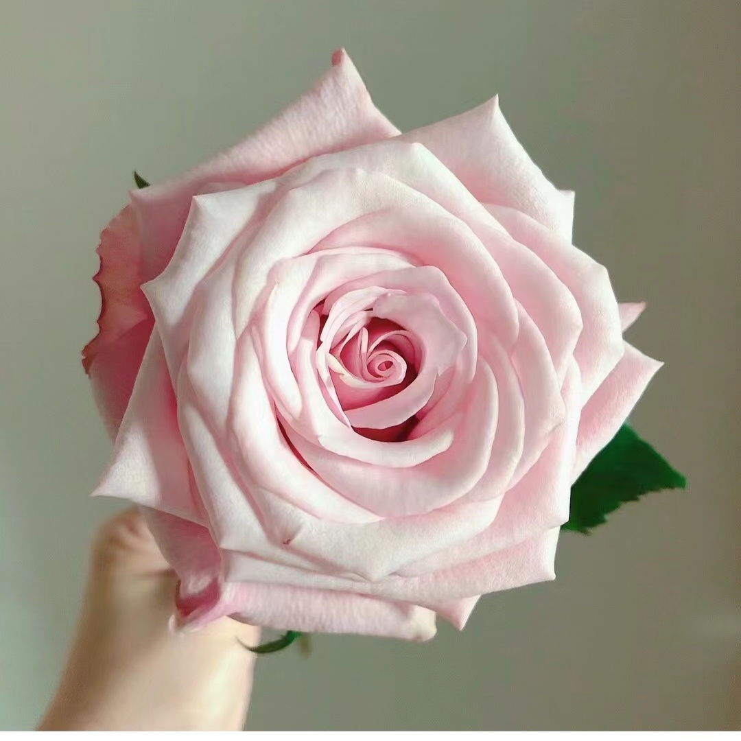 【水灵花园】珍珠项链。2024新品大花浓香灌木月季