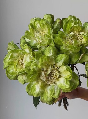 【水灵花园】青草地。新品切花绿色月季阳台盆栽