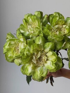 【水灵花园】青草地。新品切花绿色月季阳台盆栽