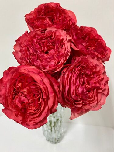 【水灵花园】红珊瑚阳台月季花卉