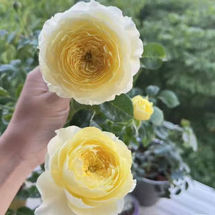 水灵花园 浮光 国月经典  庭院阳台月季