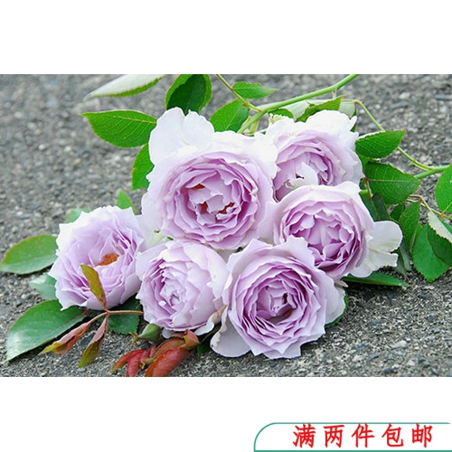 【水灵花园】路西法 光之天使 淡紫色灌木月季玫瑰长势较慢