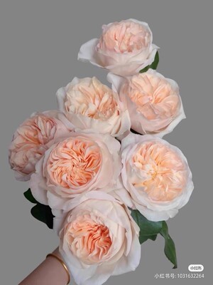 贝茜观叶/灌木奥斯汀香多季开花