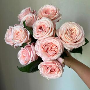 【水灵花园】粉色浪漫天使，粉色复古切花耐开勤花灌木月季
